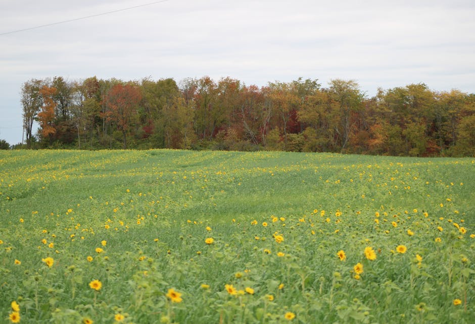 Ohio Fault-Based Insurance System: How It Works